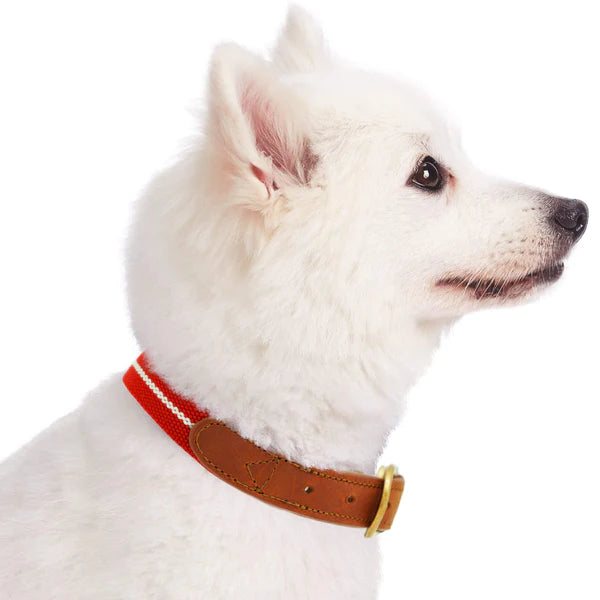 Blueberry Pet - Red & White | Full Grain Leather & Polyester Dog Collar - Southern Agriculture 