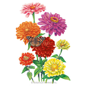 Botanical Interests, Inc. - Zinnia California Giants Seeds