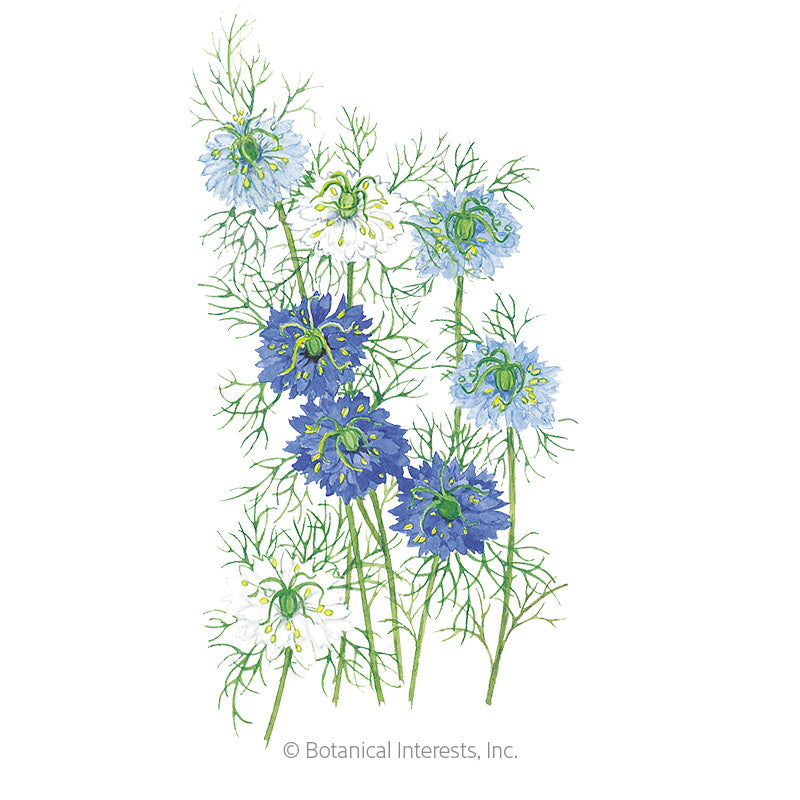 Botanical Interests, Inc. - Love-in-a-Mist Jekyll Blend Seeds - Southern Agriculture 