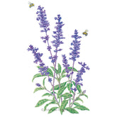 Botanical Interests, Inc. - Salvia Blue Victory Seeds