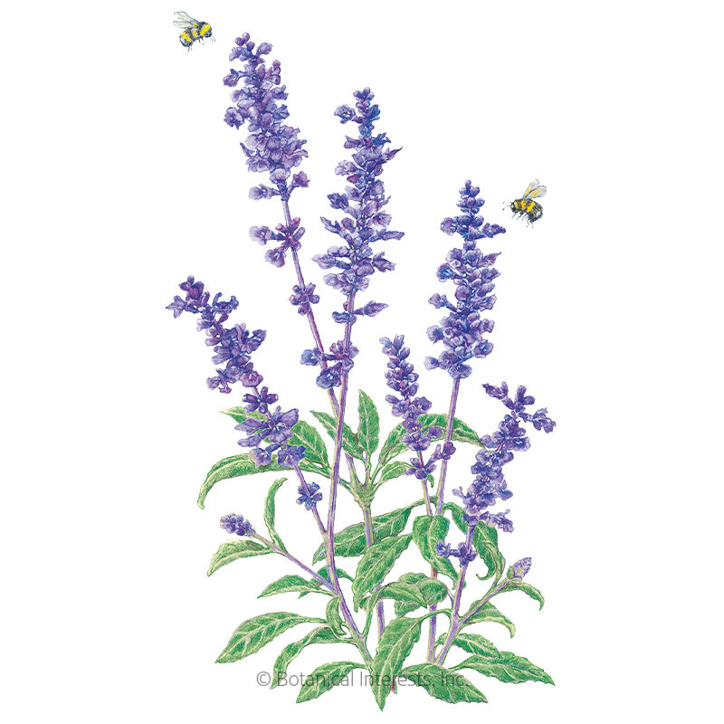 Botanical Interests, Inc. - Salvia Blue Victory Seeds