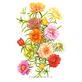 Botanical Interests, Inc. - Portulaca Moss Rose Double Blend Seeds