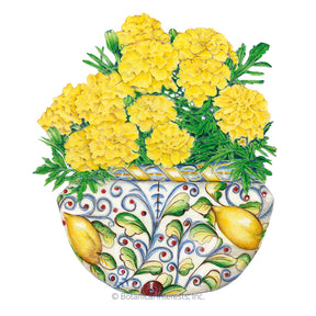 Botanical Interests, Inc. - Marigold French Lemon Drop Seeds - Southern Agriculture 