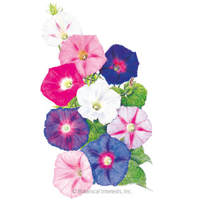Botanical Interests, Inc. - Morning Glory Sunrise Blend Seeds