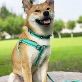Blueberry Pet - Minty Green | Back to Basics Reflective Dog Collar