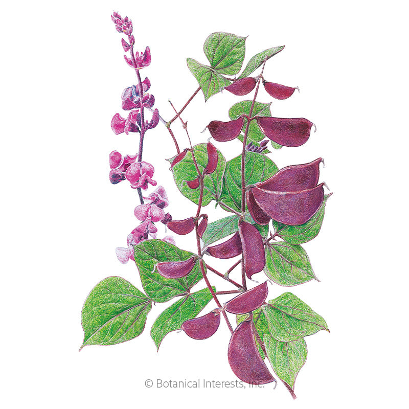 Botanical Interests, Inc. - Hyacinth Bean Ruby Moon Seeds