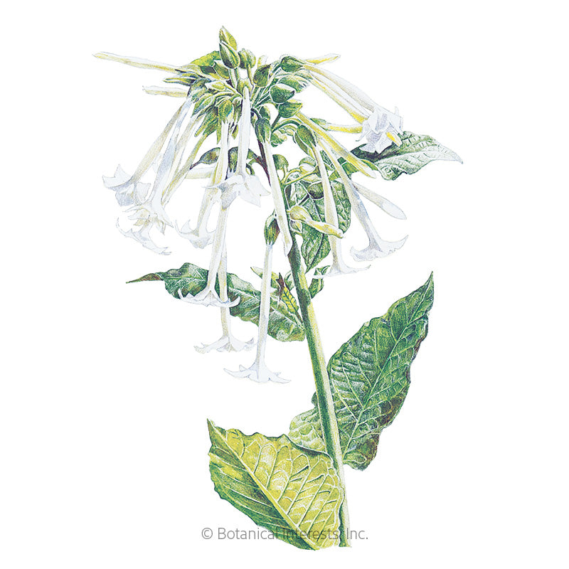 Botanical Interests, Inc. - Nicotiana Indian Peace Pipe Seeds - Southern Agriculture 