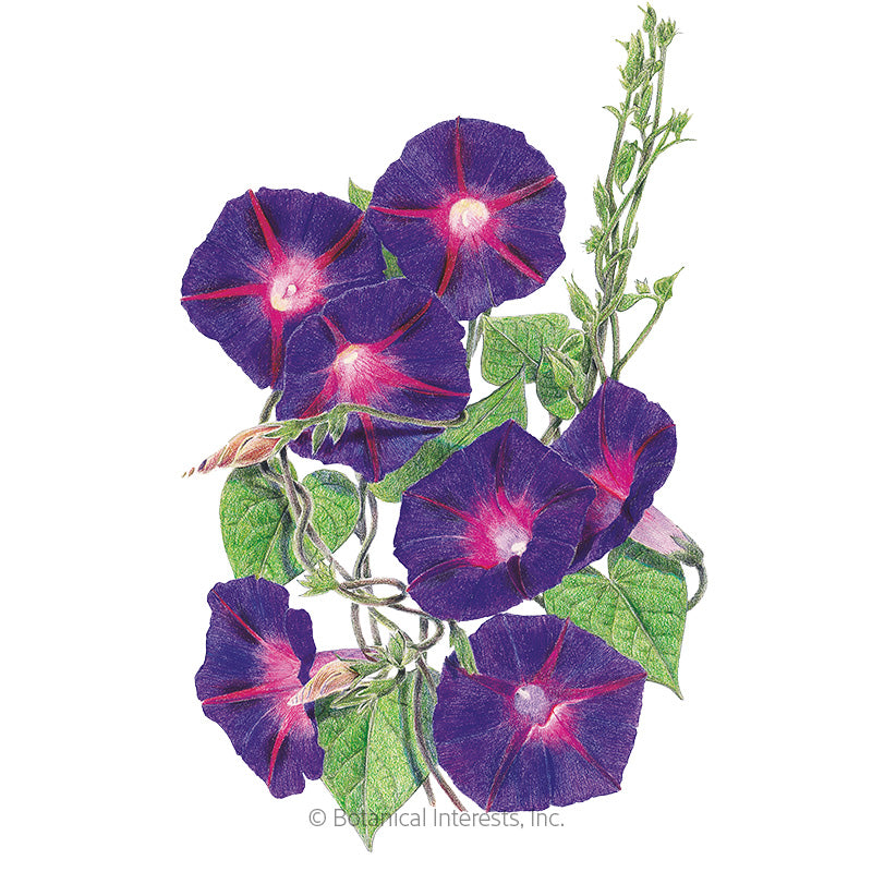 Botanical Interests, Inc. - Morning Glory Grandpa Otis Seeds - Southern Agriculture 