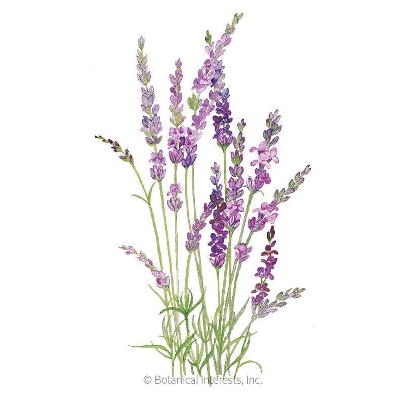 Botanical Interests, Inc. - Lavender English Tall/Vera Seeds - Southern Agriculture 