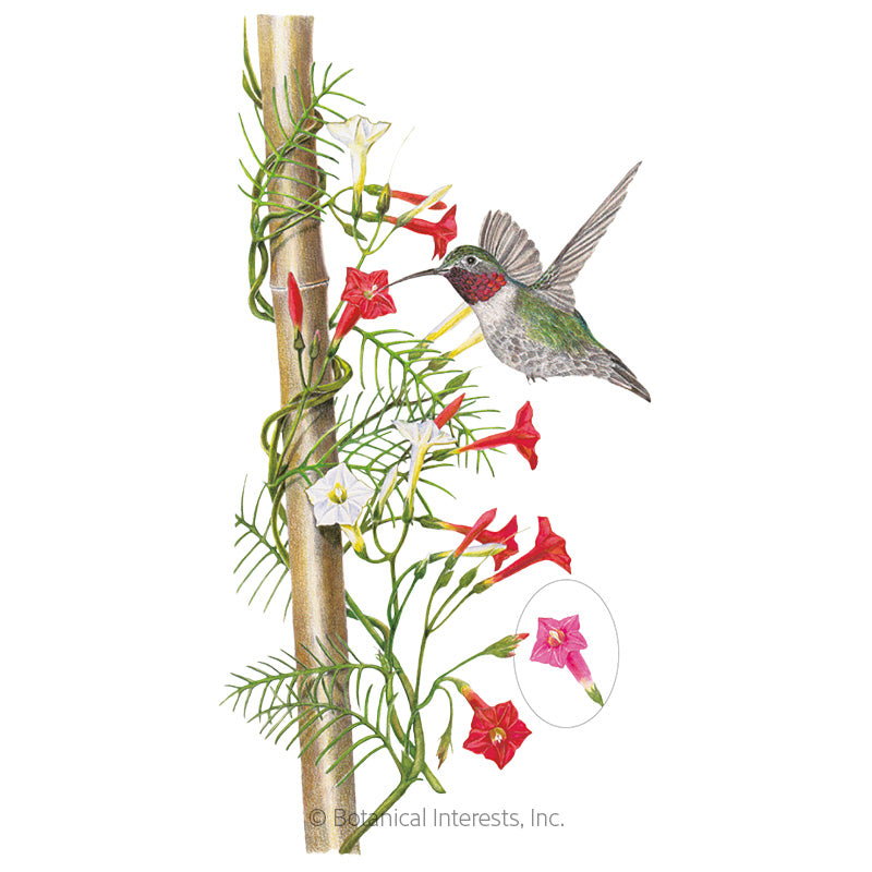 Botanical Interests, Inc. - Cypress Vine Blend Seeds