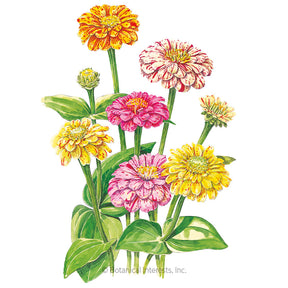 Botanical Interests, Inc. - Zinnia Peppermint Stick Seeds