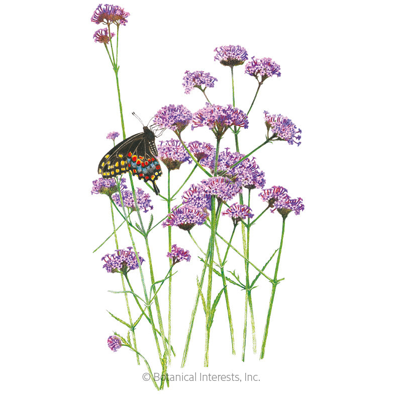 Botanical Interests, Inc. - Verbena Brazilian Vervain Seeds