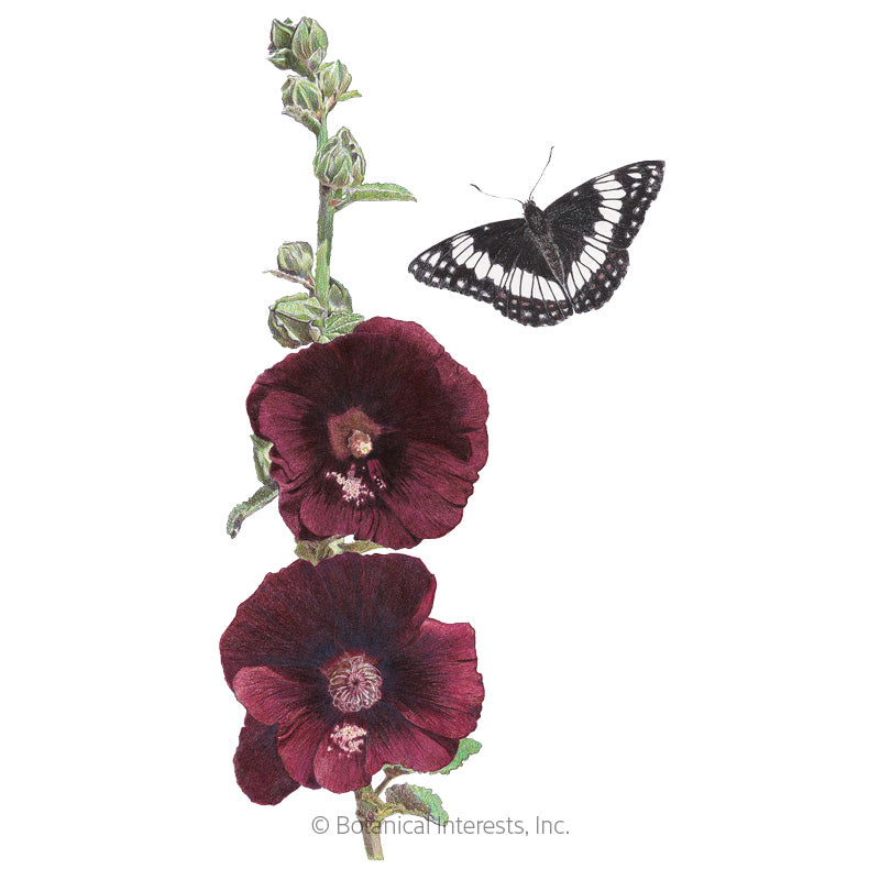 Botanical Interests, Inc. - Hollyhock The Watchman Seeds - Southern Agriculture 