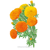 Botanical Interests, Inc. - Marigold African Crackerjack Seeds - Southern Agriculture 