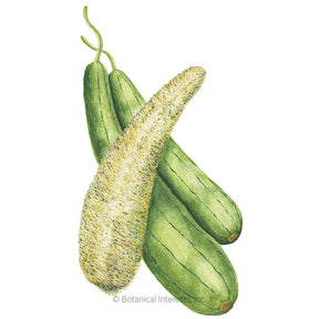 Botanical Interests, Inc. - Gourd Luffa Seeds