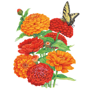 Zinnia Fireball Blend Seeds - Southern Agriculture 