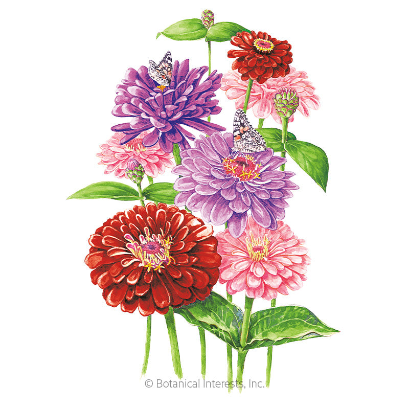 Zinnia Northern Lights Blend Seeds - Southern Agriculture 