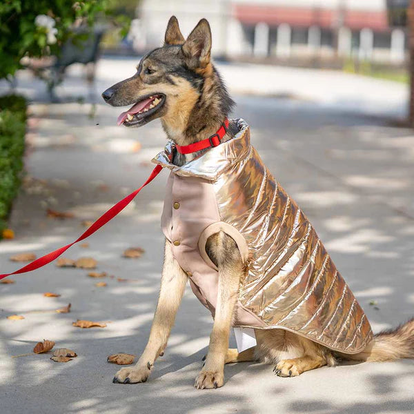 Blueberry Pet - Gold | Dog Puffer Jacket