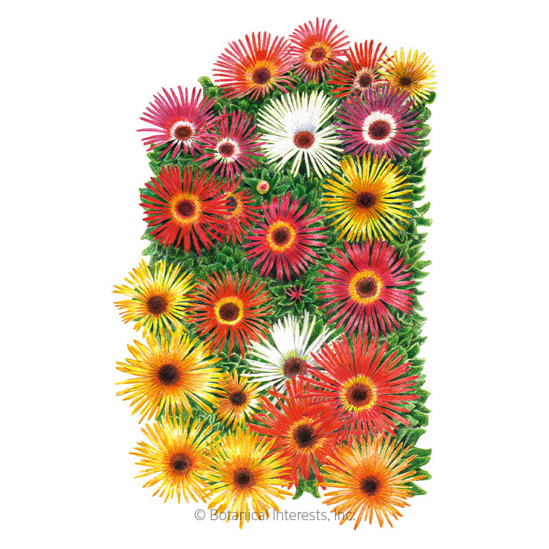 Botanical Interests, Inc. - Ice plant/Livingstone Daisy Sparkle - Southern Agriculture 