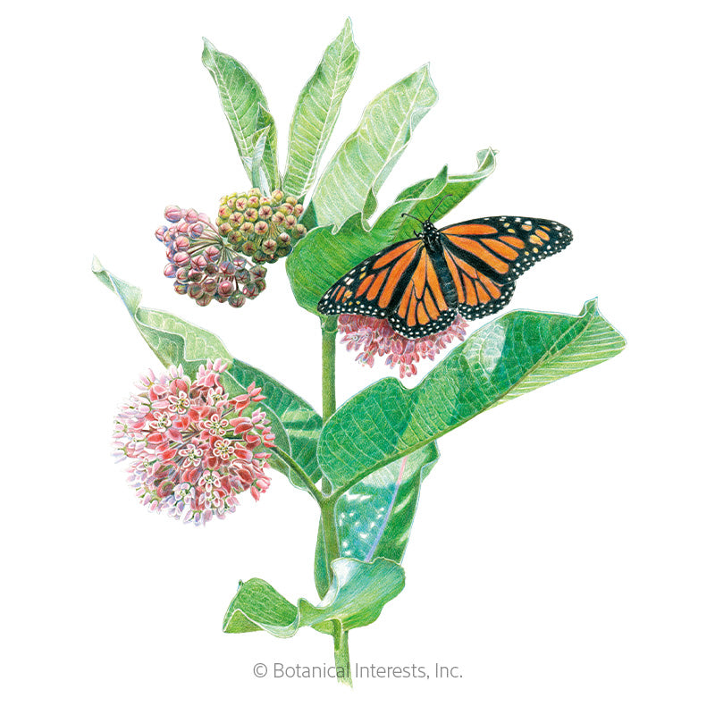 Botanical Interests, Inc. - Milkweed Common Seeds - Southern Agriculture 