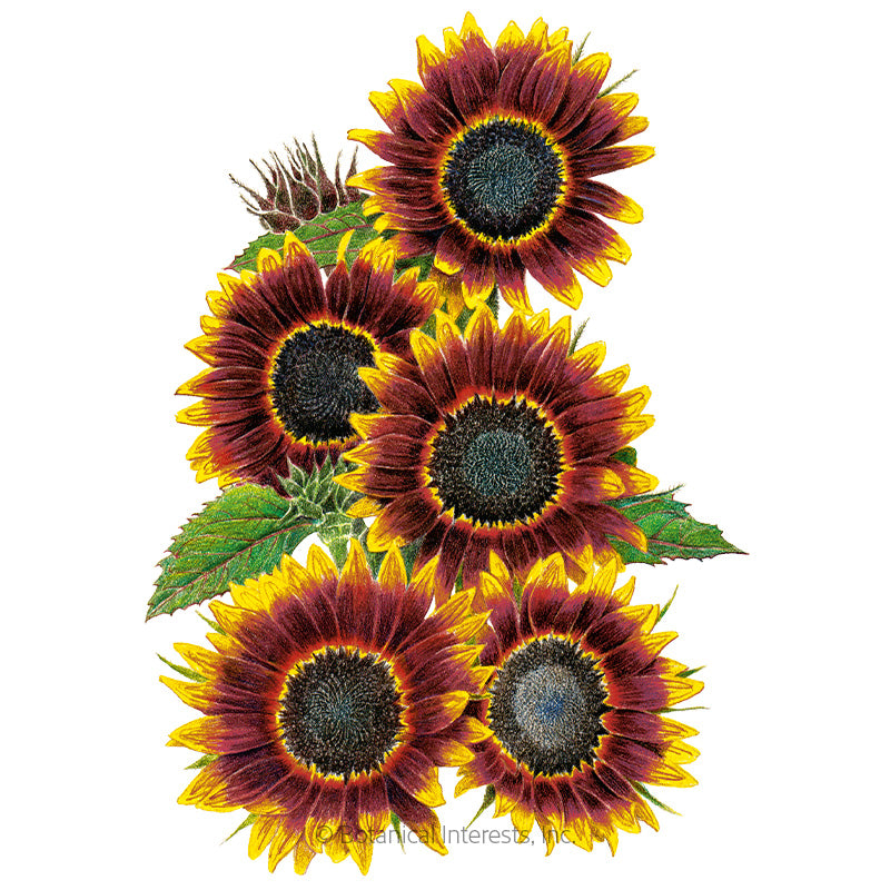 Botanical Interests, Inc. - Sunflower Shock O Lat Seeds