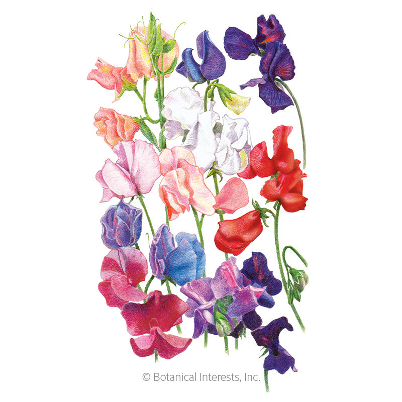 Sweet Pea Elegance Blend Seeds - Southern Agriculture 
