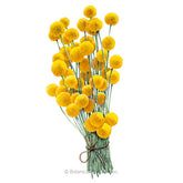 Botanical Interests, Inc. - Craspedia Seeds - Southern Agriculture 