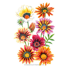 Botanical Interests, Inc. - Gazania Sunshine Blend Seeds - Southern Agriculture 