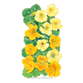 Botanical Interests, Inc. - Nasturtium Butterscotch Seeds