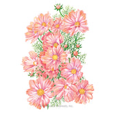 Botanical Interests, Inc. - Cosmos Apricotta Seeds - Southern Agriculture 