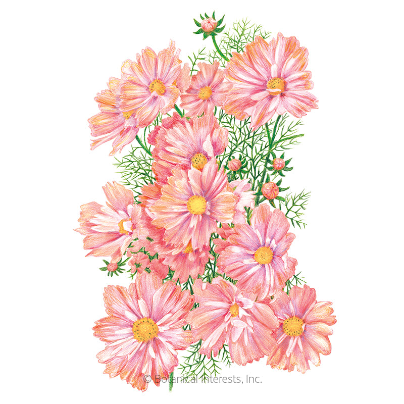 Botanical Interests, Inc. - Cosmos Apricotta Seeds - Southern Agriculture 