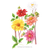 Botanical Interests, Inc. - Dahlia Cactus Blend hybrid Seeds - Southern Agriculture 