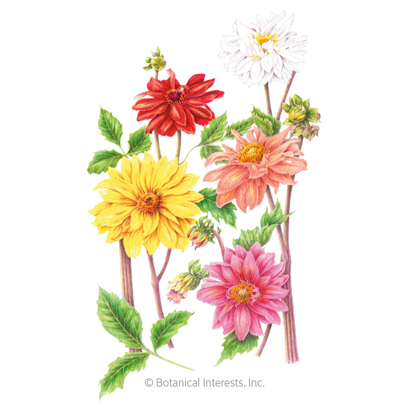 Botanical Interests, Inc. - Dahlia Cactus Blend hybrid Seeds - Southern Agriculture 