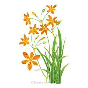 Botanical Interests, Inc. - Lily Blackberry Orange