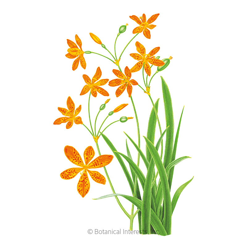 Botanical Interests, Inc. - Lily Blackberry Orange