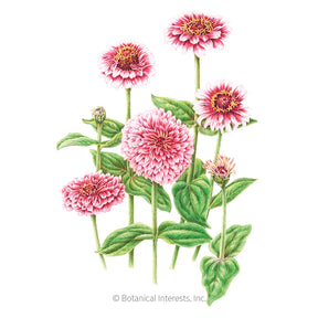 Botanical Interests, Inc. - Zinnia Mazurkia Seeds