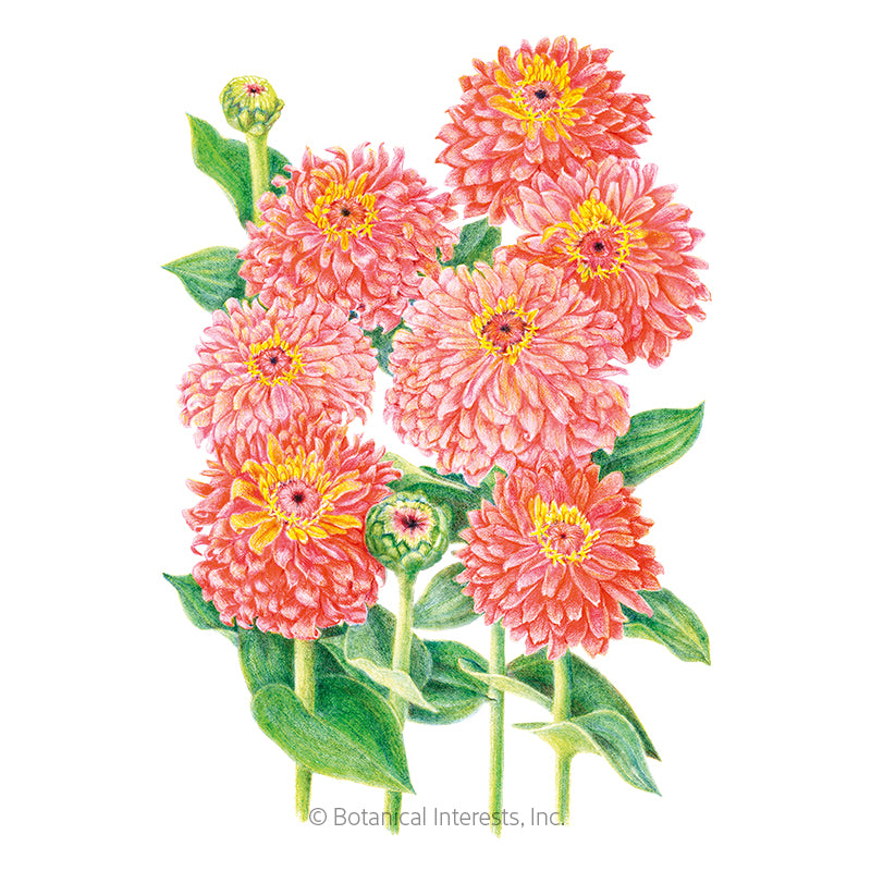 Zinnia Senora Seeds - Southern Agriculture 