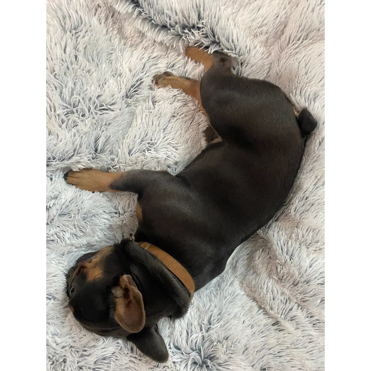 Tall Tails - Waterproof Blanket Dream Frost Grey - Southern Agriculture 