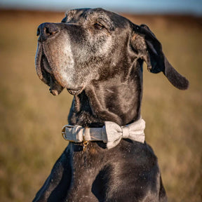 Blueberry Pet - Greyish Beige | Textured Tweed Dog Collar