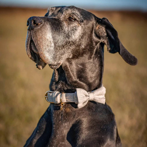 Blueberry Pet - Greyish Beige | Textured Tweed Dog Collar