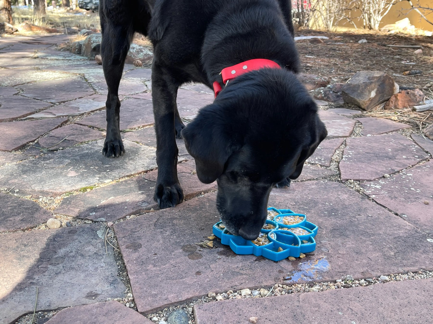Enrichment Dog Tray Lick Mat - Mandala Design - Southern Agriculture 