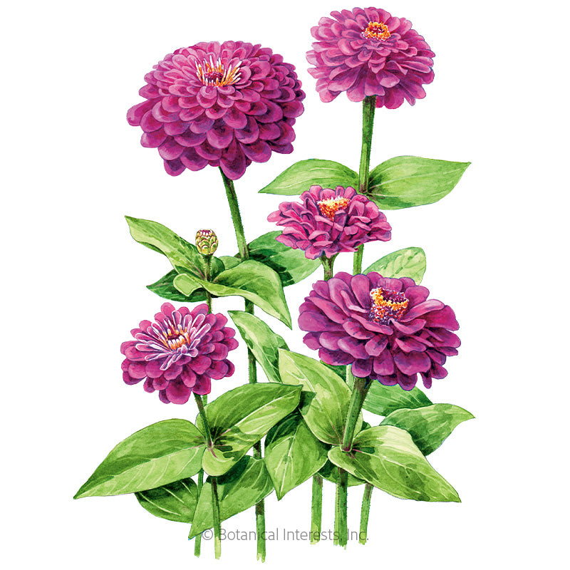 Botanical Interests, Inc. - Zinnia Giant Purple Organic Seeds