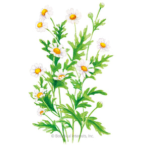 Botanical Interests, Inc. - Feverfew Organic Seeds - Southern Agriculture 