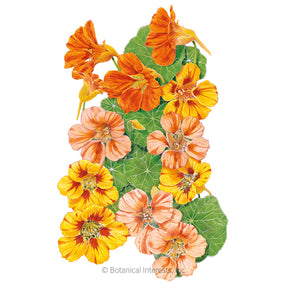 Botanical Interests, Inc. - Nasturtium Fiesta Blend Seeds - Southern Agriculture 