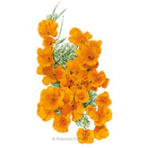 Poppy California Orange Seeds - Southern Agriculture 