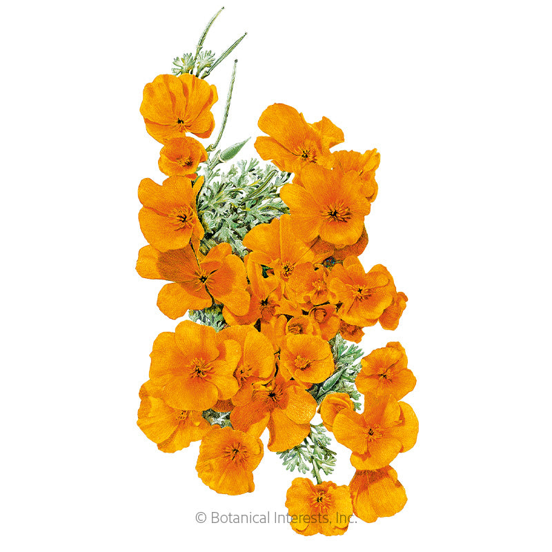 Poppy California Orange Seeds - Southern Agriculture 
