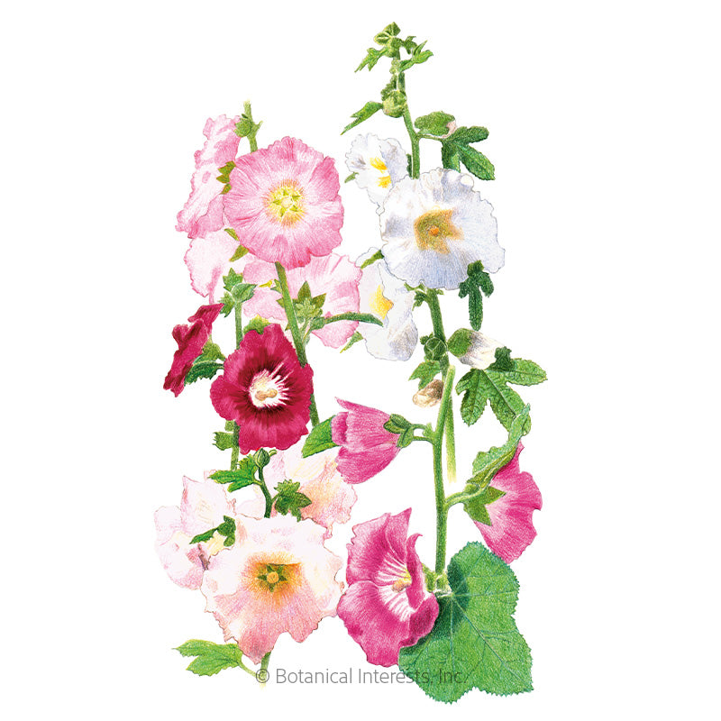 Botanical Interests, Inc. - Hollyhock Outhouse Organic Seeds - Southern Agriculture 