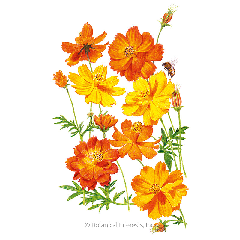 Botanical Interests, Inc. - Cosmos Diablo Organic Seeds - Southern Agriculture 