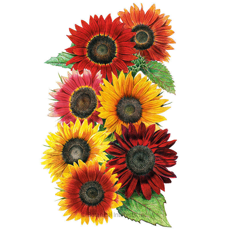 Botanical Interests, Inc. - Sunflower Heirloom Beauties Organic Seeds