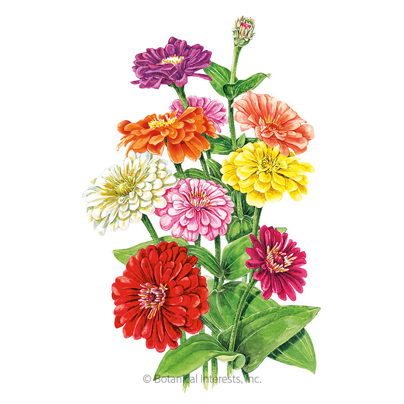 Botanical Interests, Inc. - Zinnia Benary's Giant Breed Organic Seeds